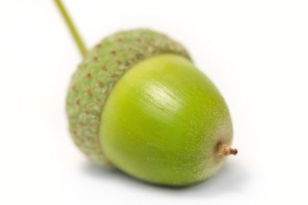 Green acorn from the tree oak nut isolated on white backgroundの写真素材