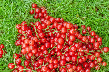 Ripe bright tasty fresh currant red berries with branches on green grass background above view