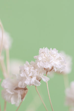 Gypsophila delicate romantic dry little white flowers wedding lovely bouquet on green background...