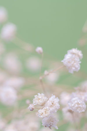 Gypsophila delicate romantic dry little white flowers wedding lovely bouquet on green blur...