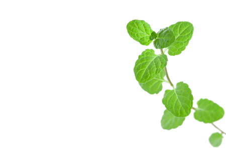 Green fresh peppermint branch with leaves isolated white background with place for text macro