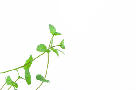 Green peppermint fresh several branches with bright leaves on white background with place for text...