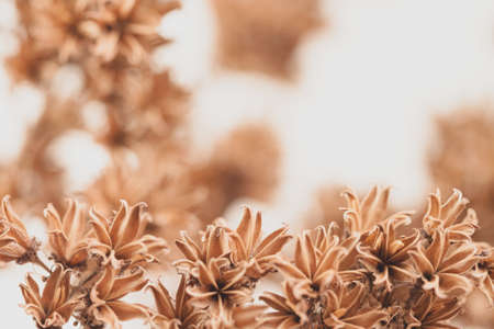 Branch of dry brown bell shape flowers on light bokeh background macroの写真素材