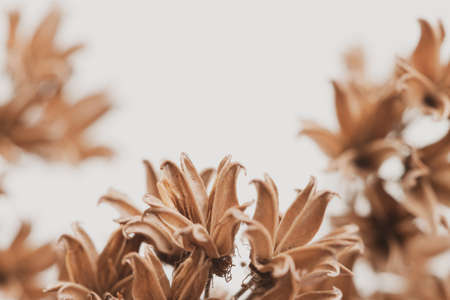 Bell shape brown dry little romantic flowers on light background with vintage effect macroの写真素材
