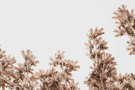 Small romantic bell shape flowers dry branches with place for text macroの写真素材