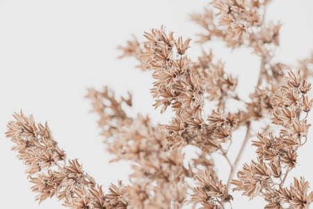 Dry vintage bell shape romantic frowers branch on light background macroの写真素材