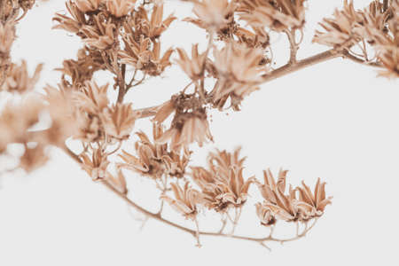 Dry vintage bell shape romantic frowers branch with light background macroの写真素材