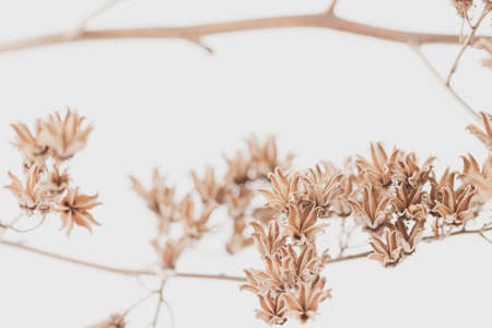 Dry vintage bell shape romantic bokeh frowers branch with light background macroの写真素材