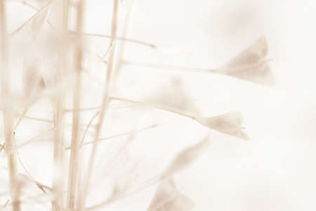 Heart shape little dry flowers Light rose-beige color macro romantic wallpaperの写真素材