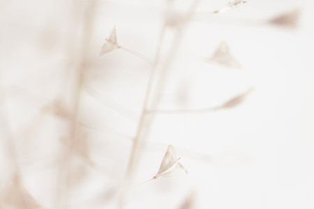 Light rose-beige color heart shape small flowers macro romantic wallpaperの写真素材