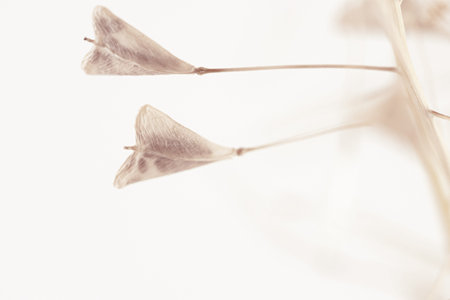 Two heart shape tiny light rose-beige flowers with stick isolated on white background nature macro wallpaperの写真素材