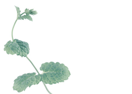 Peppermint branch with fresh green leaves in cool tones isolated on white background for minimalism...