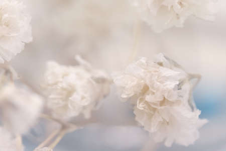 Neutral romantic gypsophila lovely flowers with blue tones card macroの写真素材