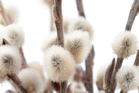 Pussy willow fluffy tiny spring buds with light background macro