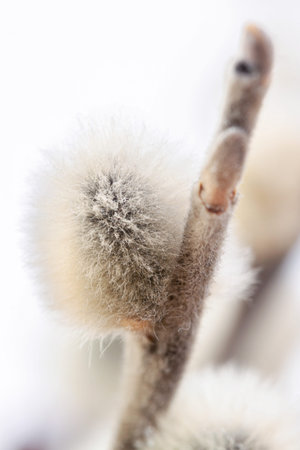 Pussy willow blooming little flower bud for easter holidays postcard on blur background macro
