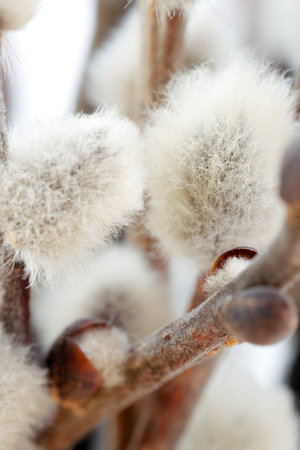 Pussy willow blooming little flower bud for easter holidays postcard with bouquet on light...