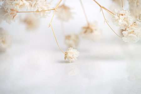 Gypsophila romantic wedding dry flowers with place for text on white natural blur background macroの写真素材
