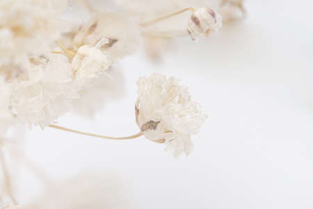 Gypsophila romantic wedding dry flowers elegant bouquet with place for text on white natural bokeh background macroの写真素材