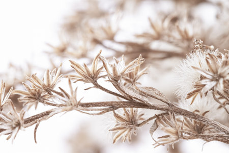 Fluffy fragile star shape flowers with branch on light blur background macro