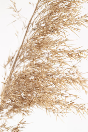 Dry neutral color rush flowers with light background verticalの写真素材