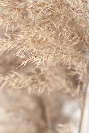 Dry brown gold color reed grass heads with blur background verticalの写真素材