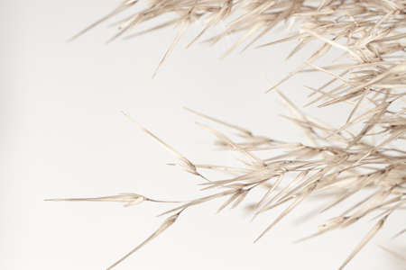 Fragile elegant romantic dry flowers reed rush cane buds for wedding invitation with place for text on light background macroの写真素材