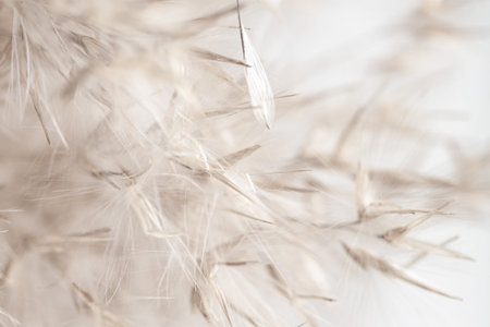 Dry romantic beige fragile delicate rush reed cane with fluffy buds on light blur natural background...
