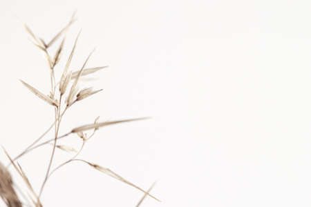 Dry romantic beige fragile delicate minimalistic rush reed cane buds with place for text on light backgroundの写真素材
