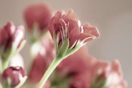 Red blooming geranium buds flowers with vintage tone on blur rose backgroundの写真素材