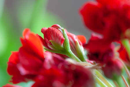 Red blooming geranium buds flowers with blur green background