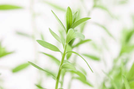 Fresh micro green eadible sprouts healthy food on blur natural background macroの写真素材