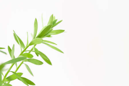 Fresh micro green eadible sprouts healthy food on light background with place for text macroの写真素材