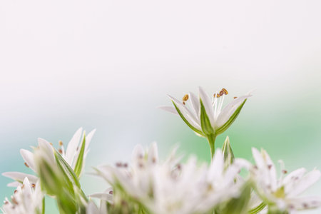 Blooming white flowers with stamen and pestle romantic bouquet on light background macro with place...