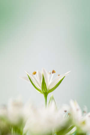 Blooming white flowers with stamen and pestle romantic bouquet single bud in the middle on light bokeh background vertical postcard macroの写真素材