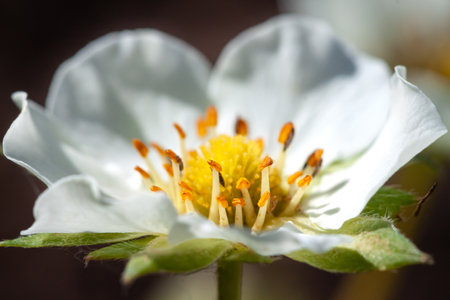 Strawberry blooming white spring flower with blur natural background macroの写真素材