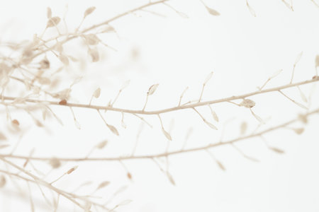 Dried romantic elegant beige flowers for wedding or tender poster invitation and wallpaper on light...