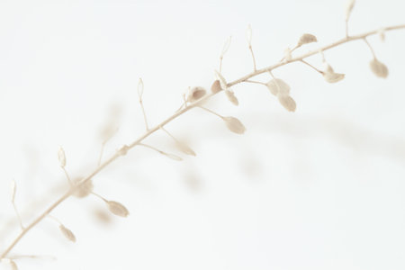 Dried romantic elegant beige flowers one branch for minimalism poster invitation and wallpaper on light background macroの写真素材