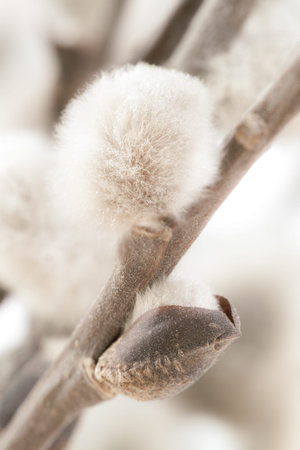 Pussy willow blooming little flower buds for easter holidays postcard on light blur background soft...