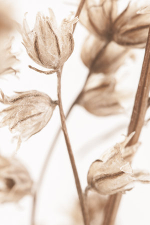 Elegant fragile dried little flowers light brown colorの写真素材
