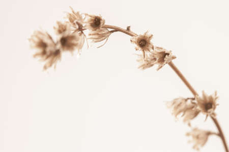 Dried light brown beige little bell shape flowers macro with place for textの写真素材