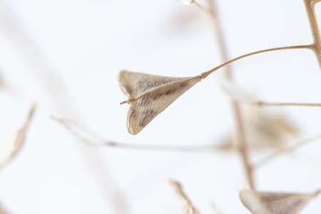 Triangle shape dry little beige light brown elegant flowers macroの写真素材
