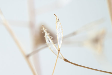 Triangle shape dry little beige light brown elegant flower leaves blur background macro