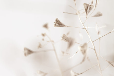 Triangle shape dry beige light brown elegant flowers with blur bokeh background macro