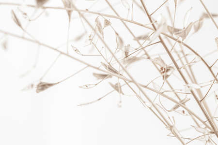 Triangle shape dry beige light brown elegant flowers branches macro wallpaperの写真素材