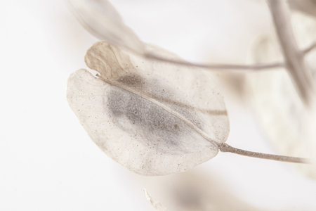 Round oval shape dry romantic flowers bud with light filter macro wallpaperの写真素材