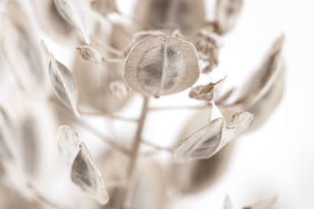 Round oval shape dry romantic flowers with branches and buds macro wallpaperの写真素材