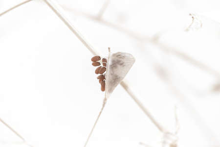 Triangle shape dry beige light brown elegant flowers with red seeds macro wallpaperの写真素材