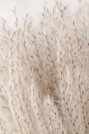 Romantic lovely dried cute flowers with light fluffy buds and brown seeds vertical wallpaper macro