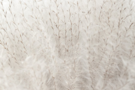 Beautiful beige dried fluffy romantic flowers with seeds floral light wallpaper macro