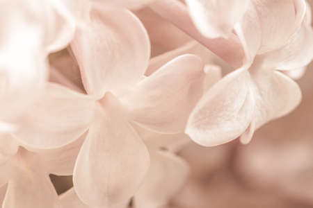 Pale pink beige neutral color little lilac flower in sun light for wedding invitation or elegant romantic wallpaper macroの写真素材